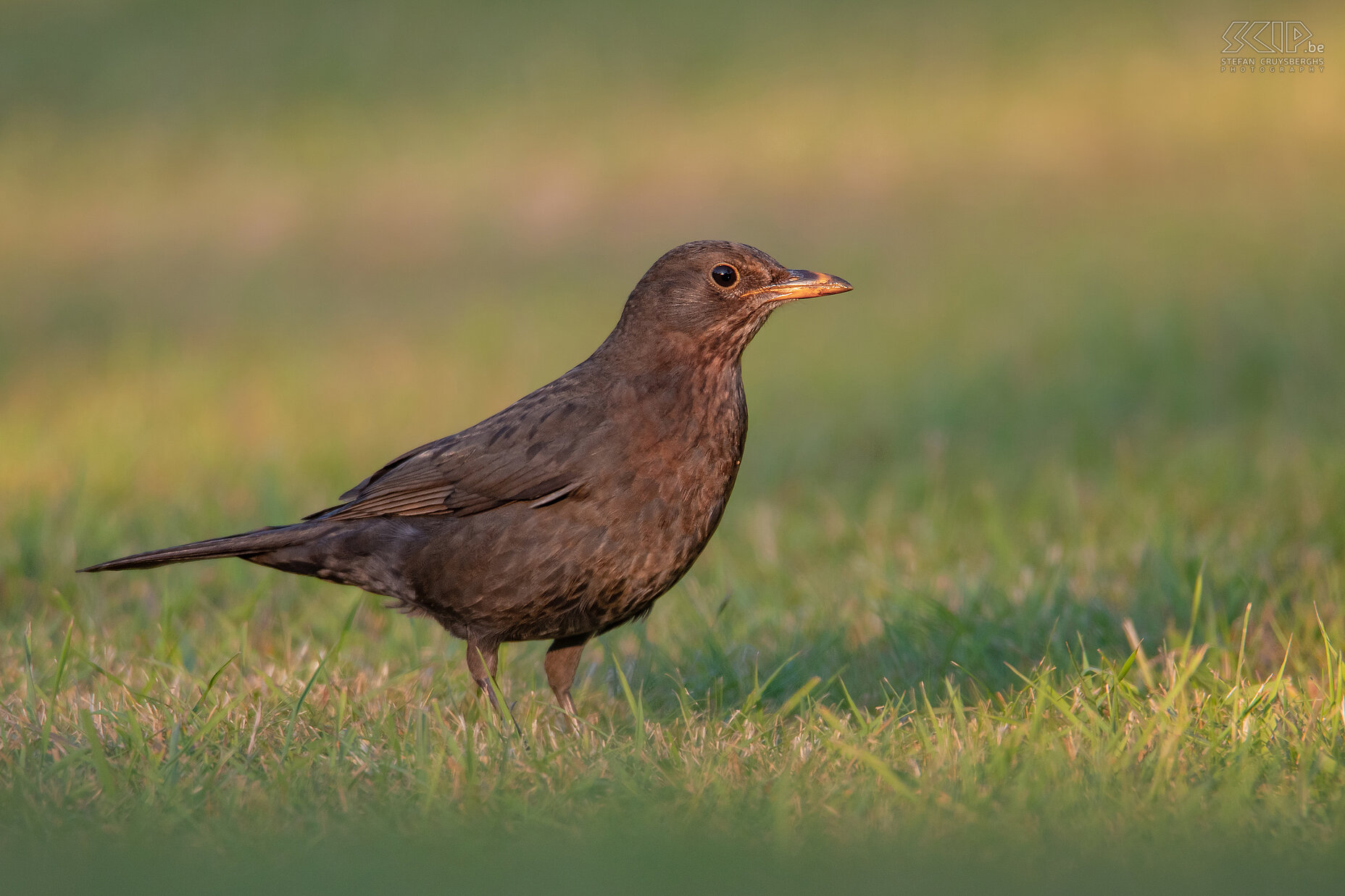 Garden birds - Blackbird Blackbird (f) / Turdus merula Stefan Cruysberghs